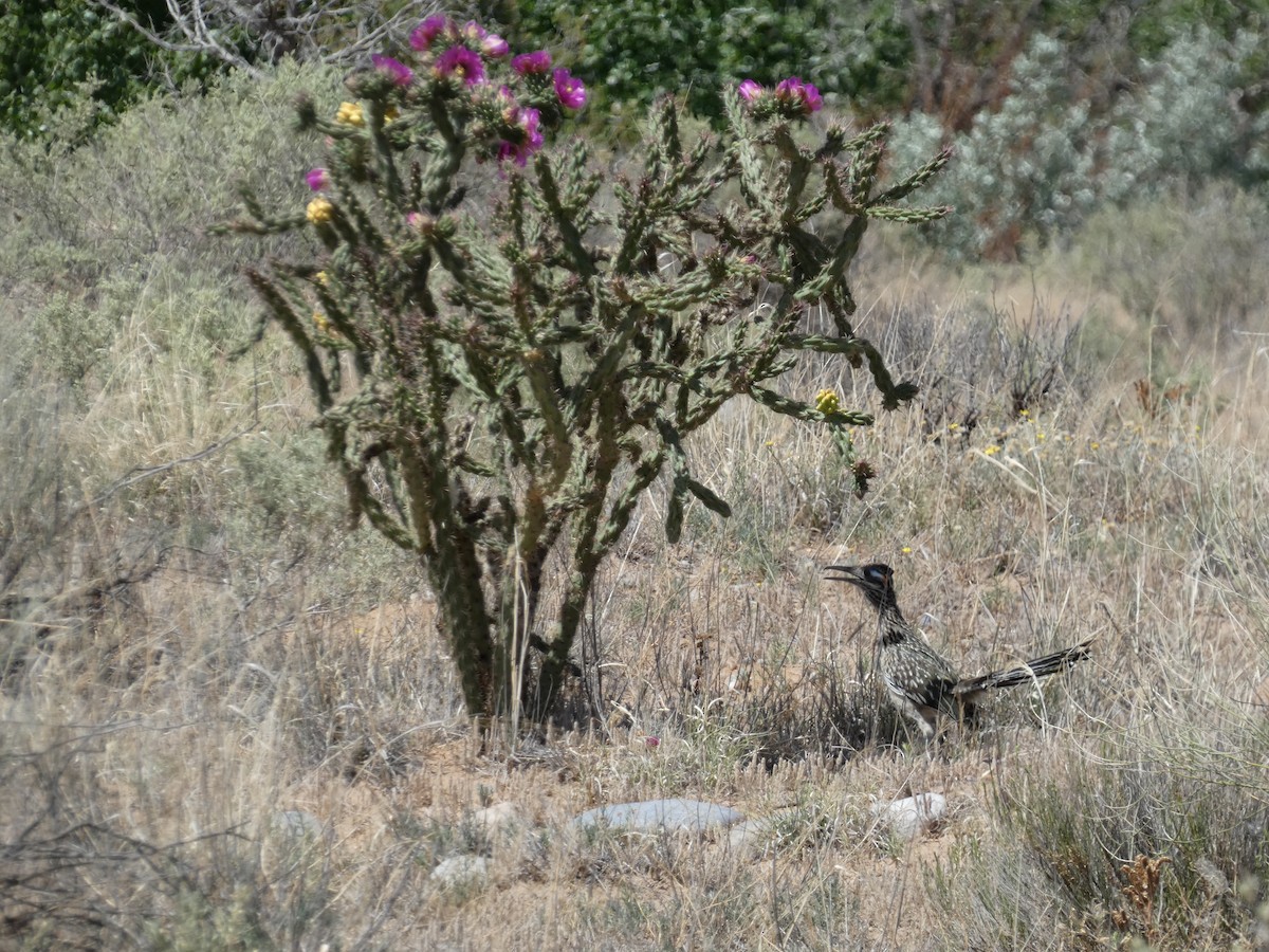 Greater Roadrunner - ML589538191