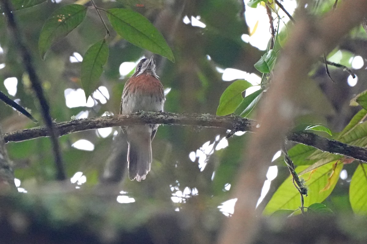 Moustached Puffbird - ML589538221