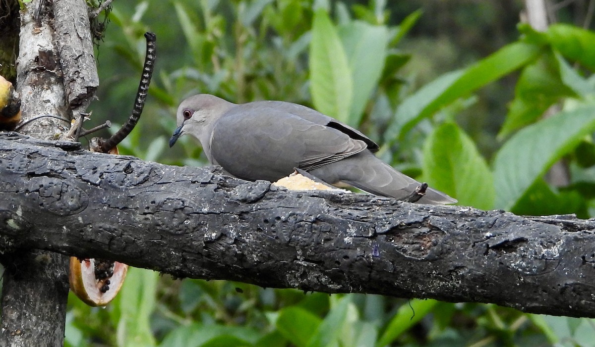 White-tipped Dove (decolor) - ML589538381