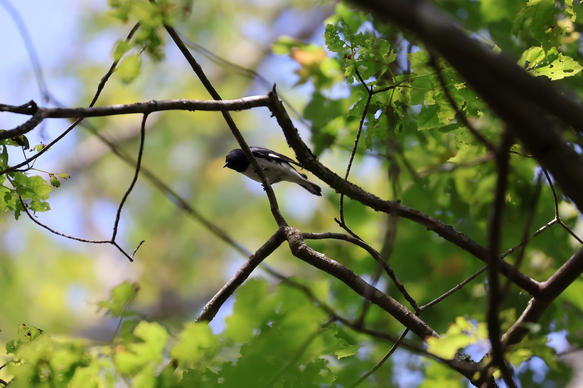 Black-throated Blue Warbler - Malcom Moniz