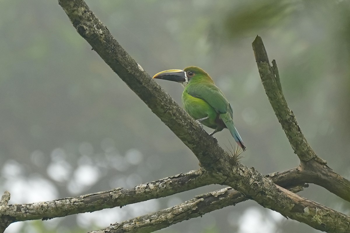 Southern Emerald-Toucanet - ML589538721