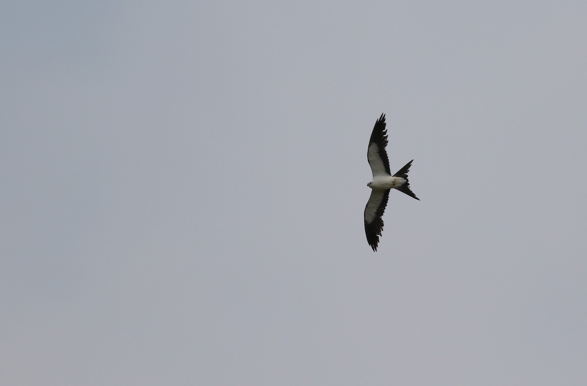 Swallow-tailed Kite - ML589538861