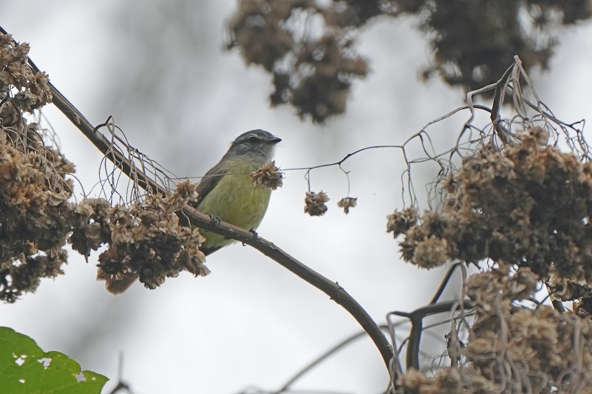 Sooty-headed Tyrannulet - ML589539221