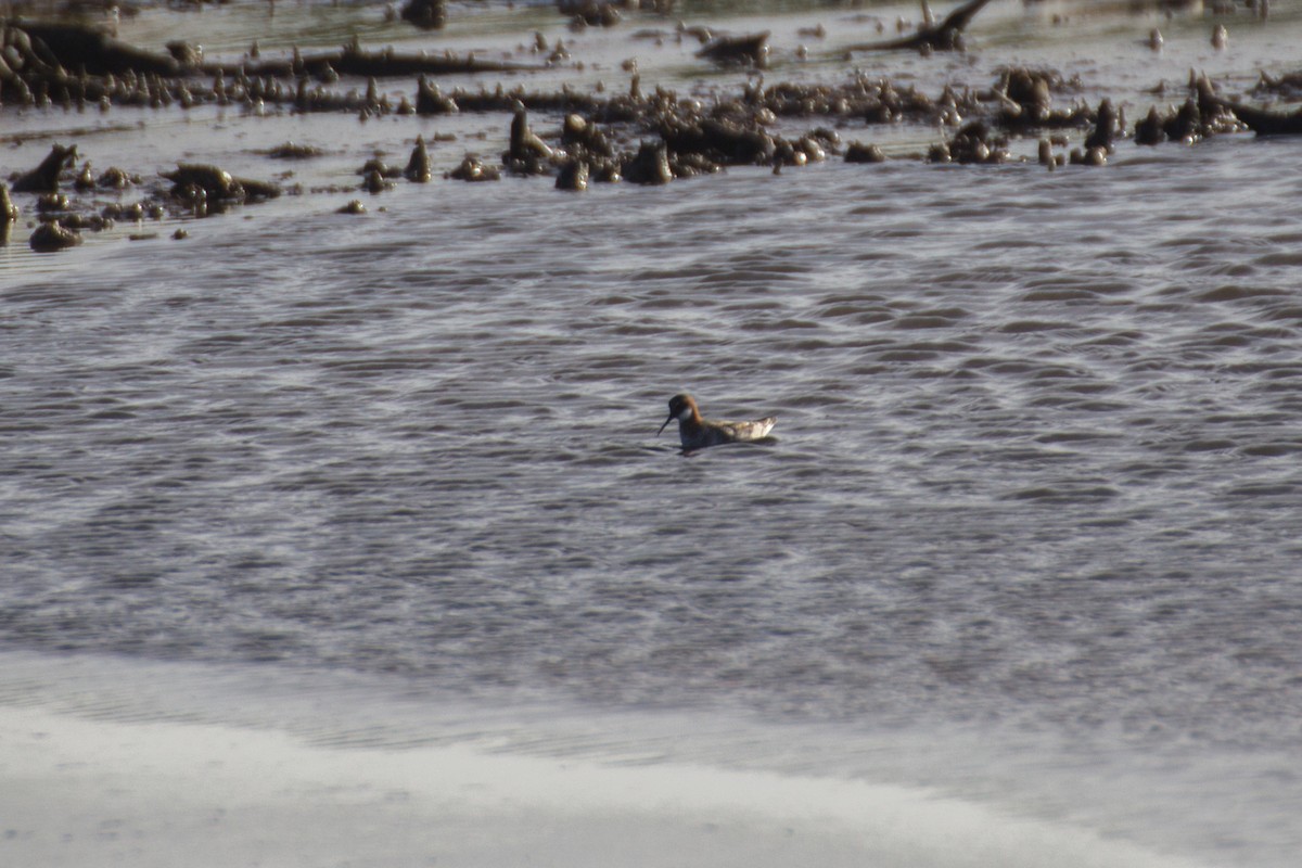 Red-necked Phalarope - Francis Canto Jr