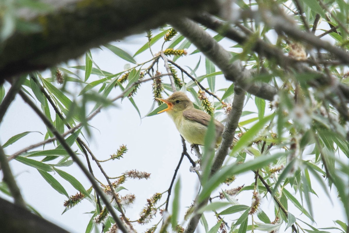 Melodious Warbler - ML589540501