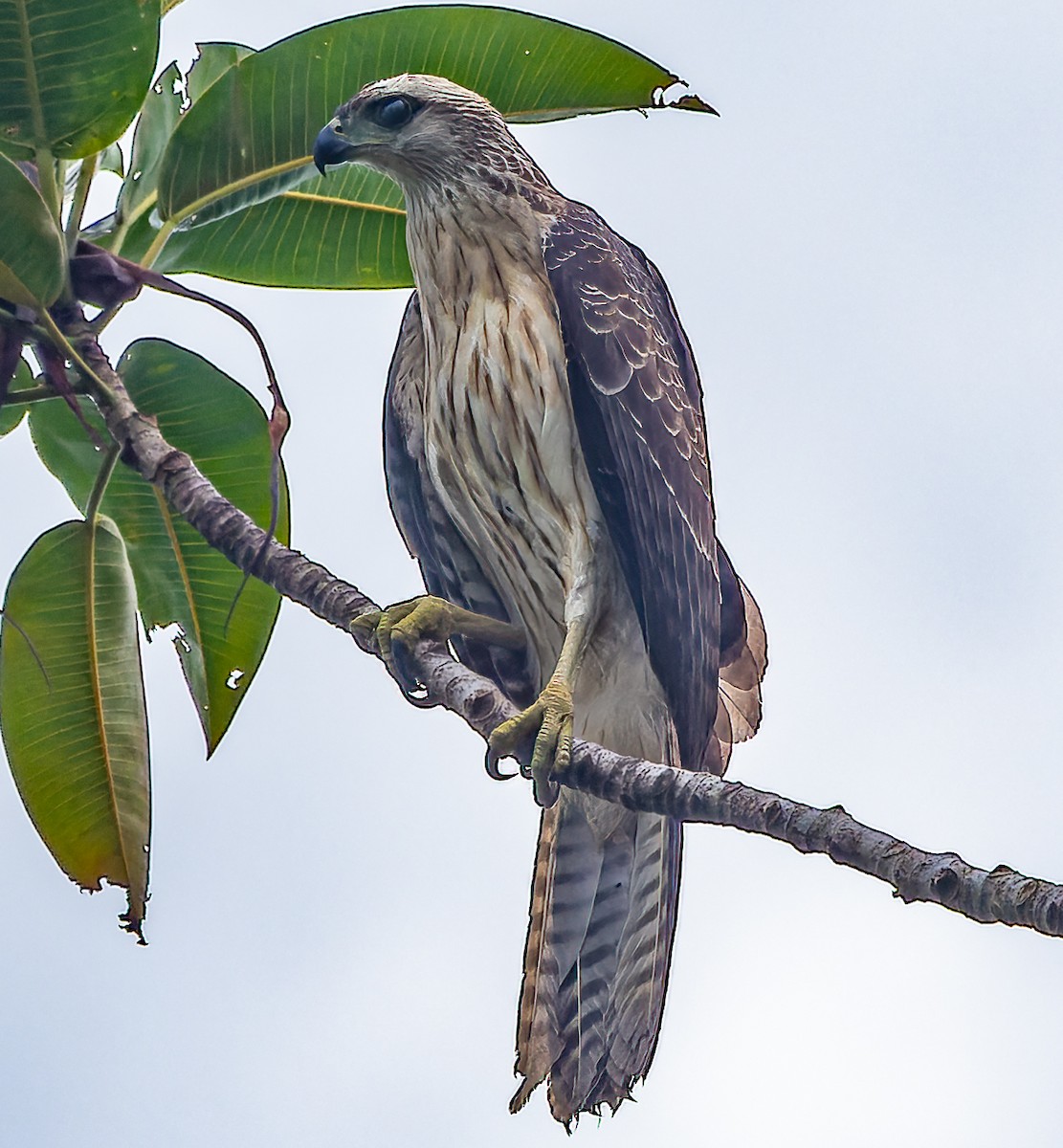 Doria's Goshawk - ML589541051