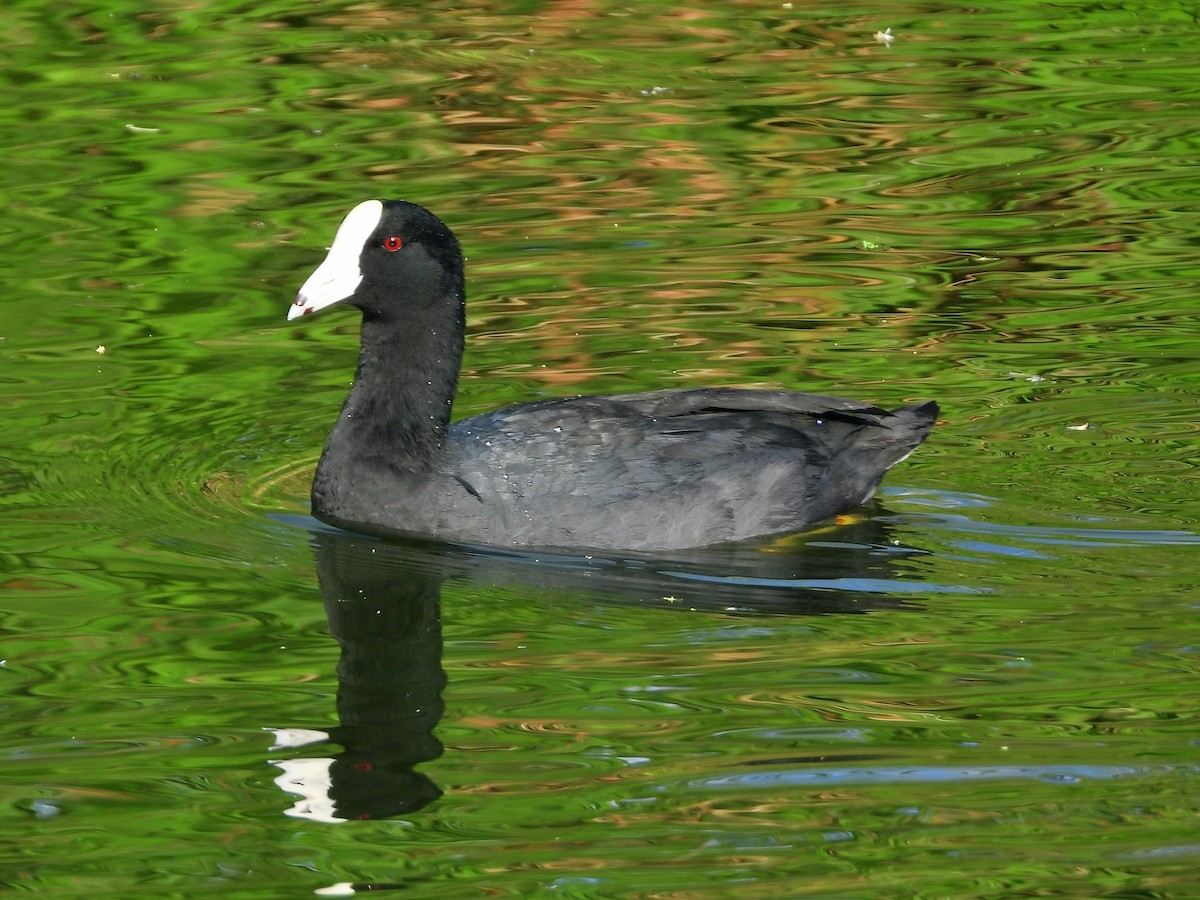 American Coot (White-shielded) - ML589541371