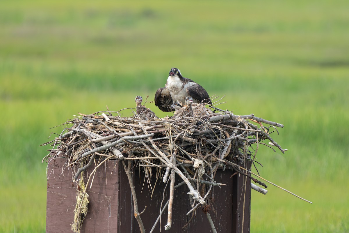 Osprey - James Ancona