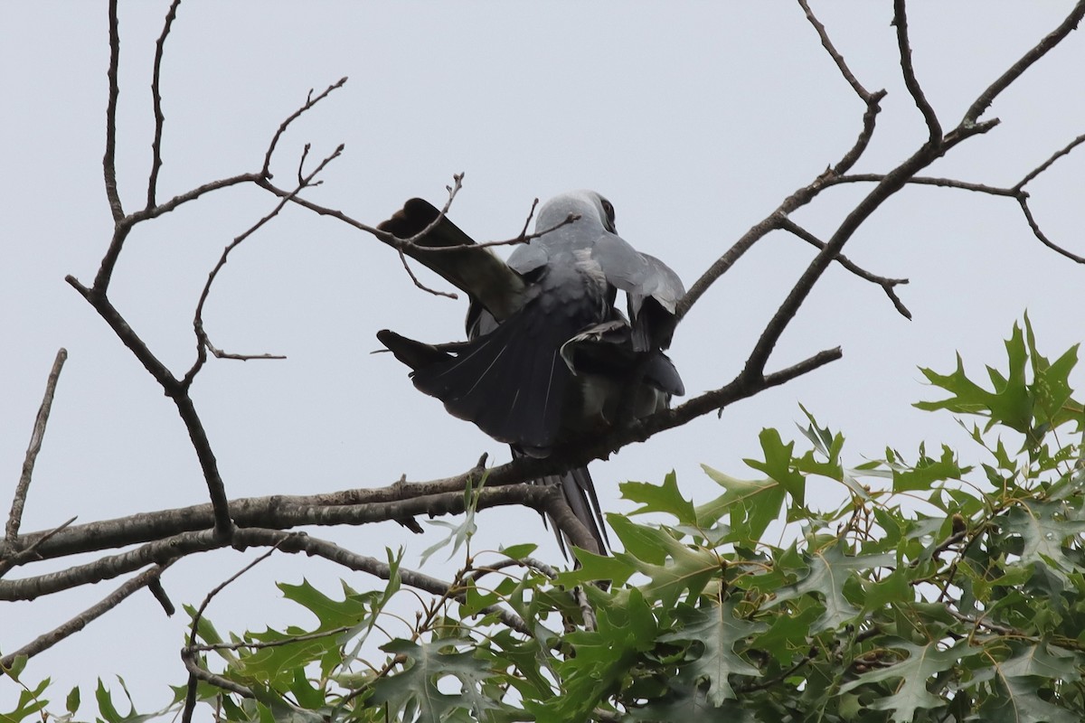 Mississippi Kite - ML589543131