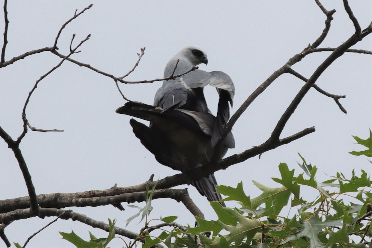 Mississippi Kite - ML589543151