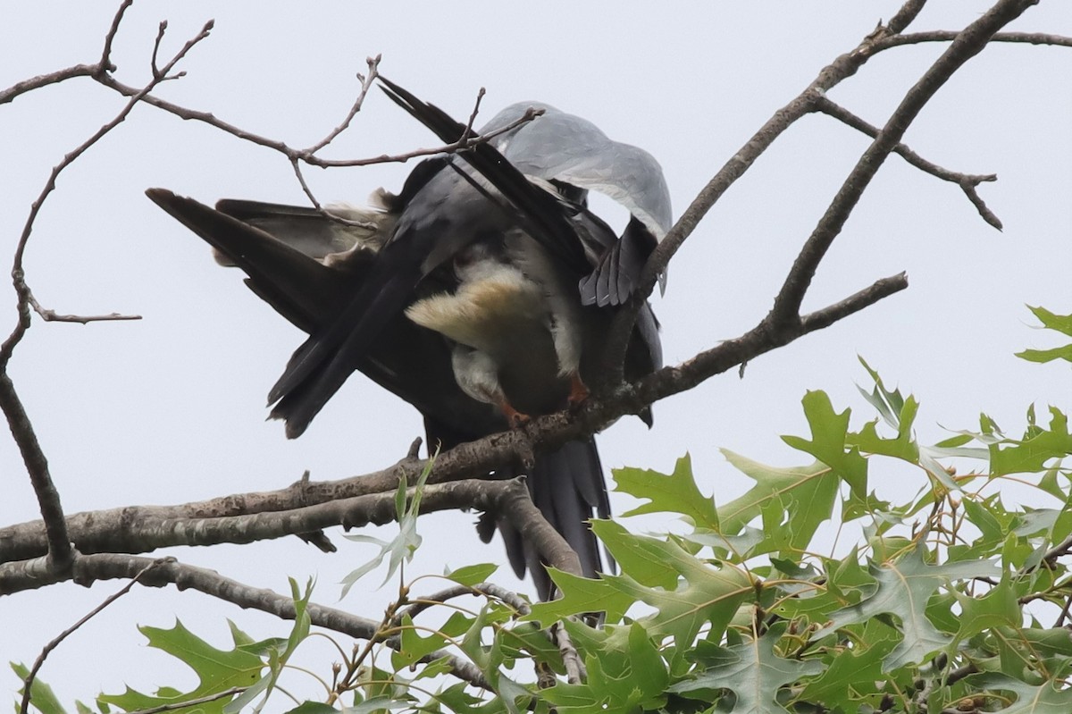 Mississippi Kite - ML589543161