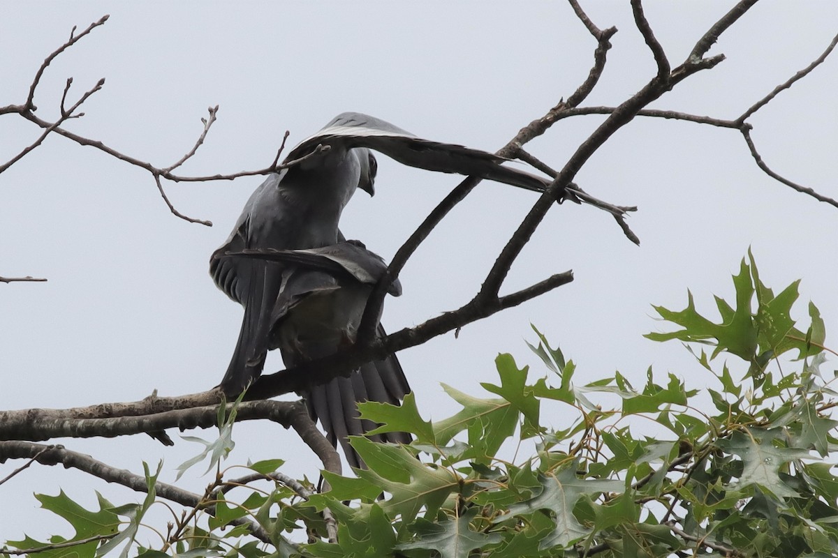 Mississippi Kite - ML589543171