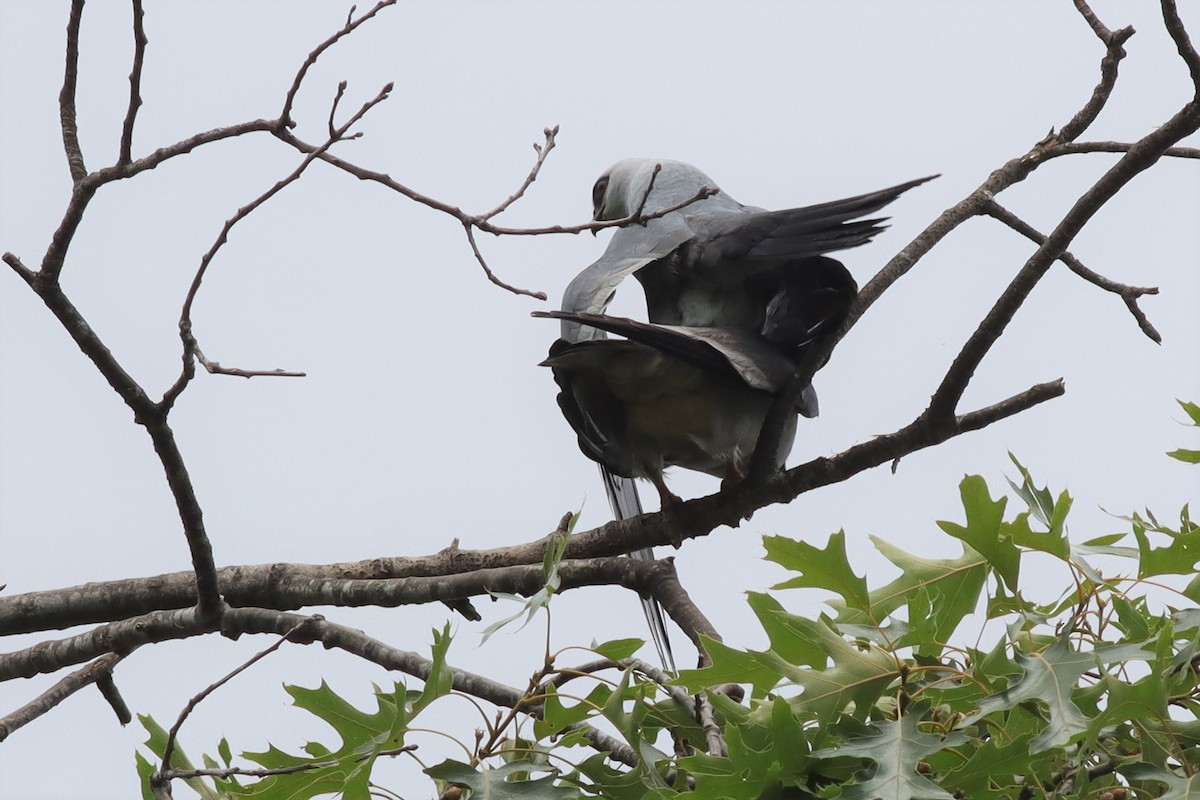Mississippi Kite - ML589543181