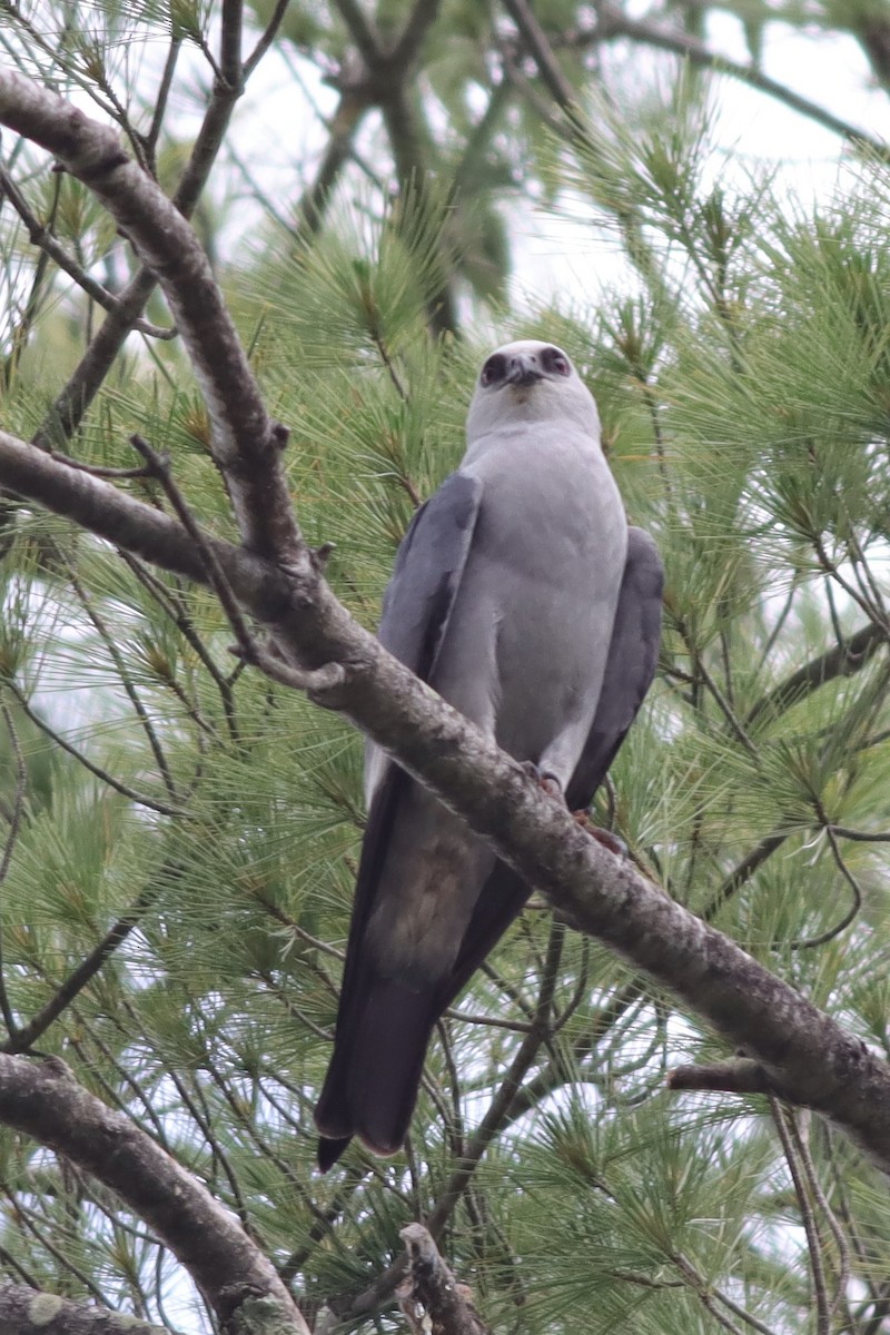 Mississippi Kite - ML589543191