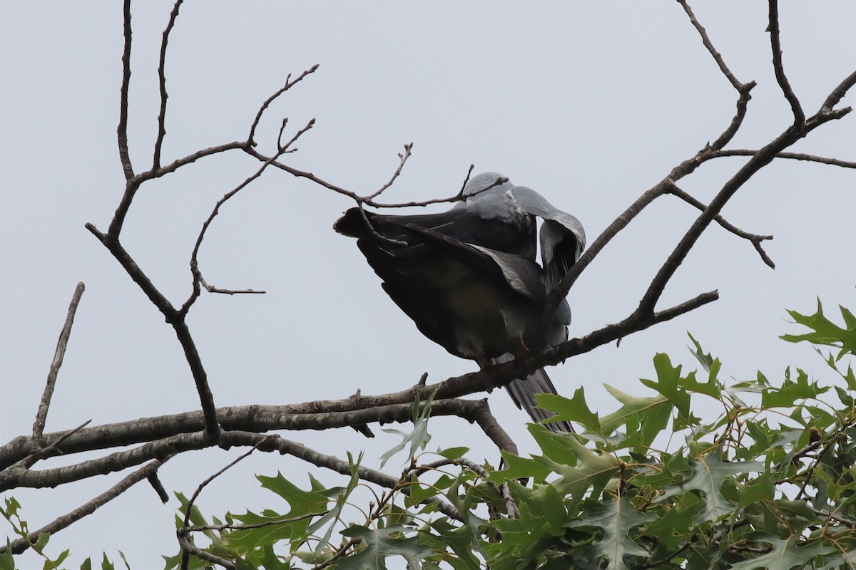 Mississippi Kite - ML589543201