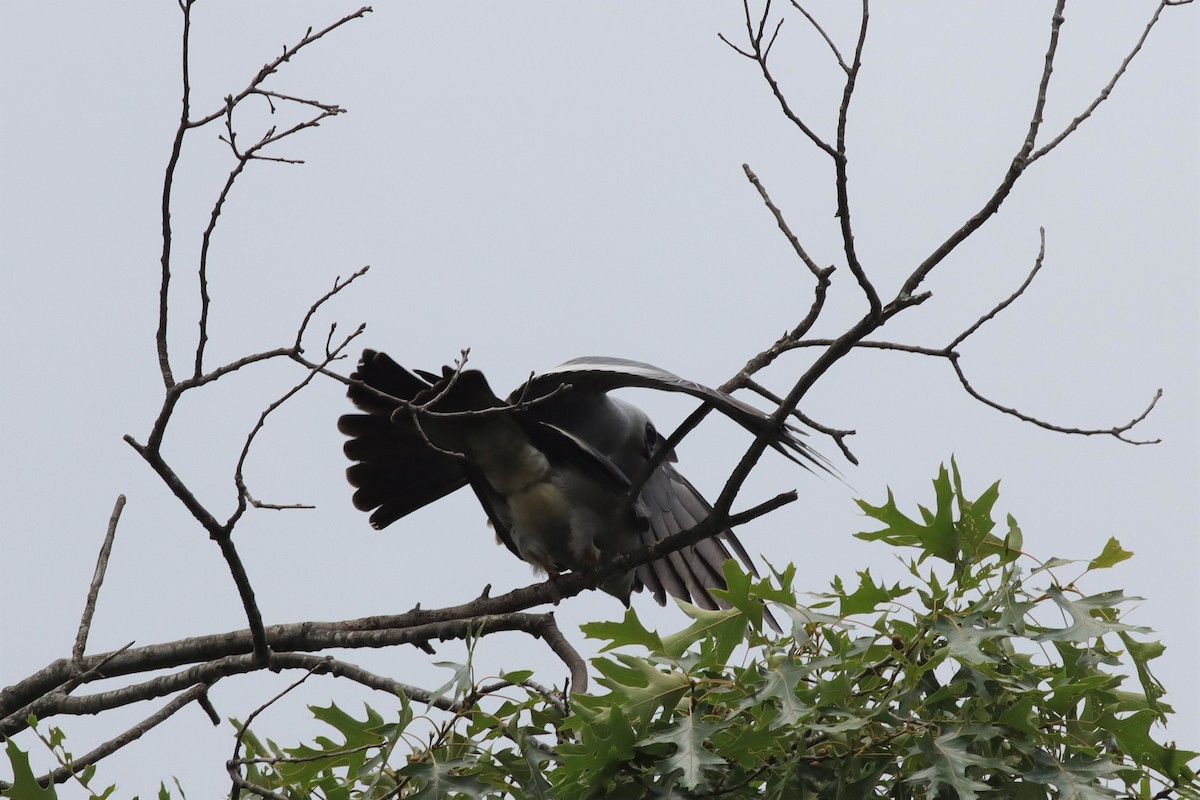 Mississippi Kite - ML589543211