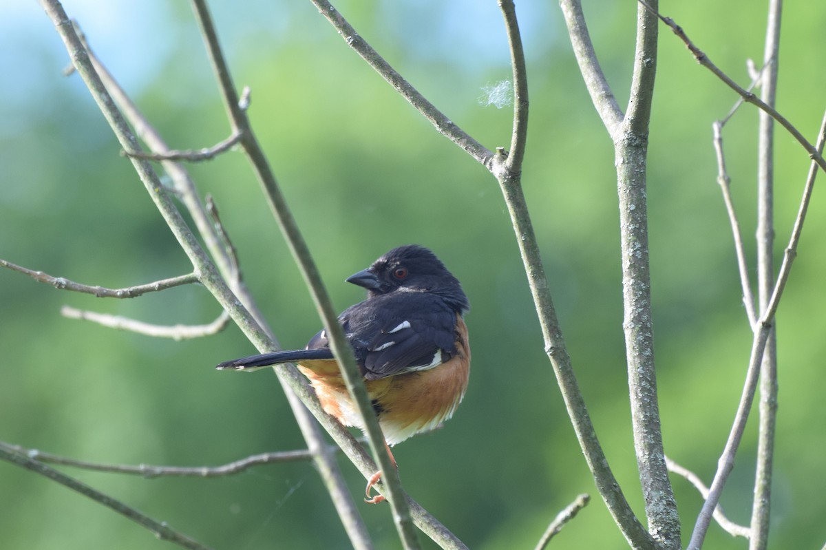 Eastern Towhee - irina shulgina