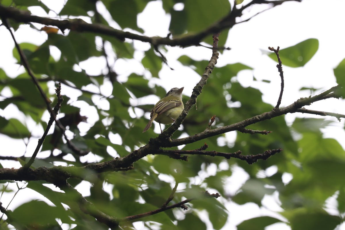 Yellow-olive Flatbill - ML589544221