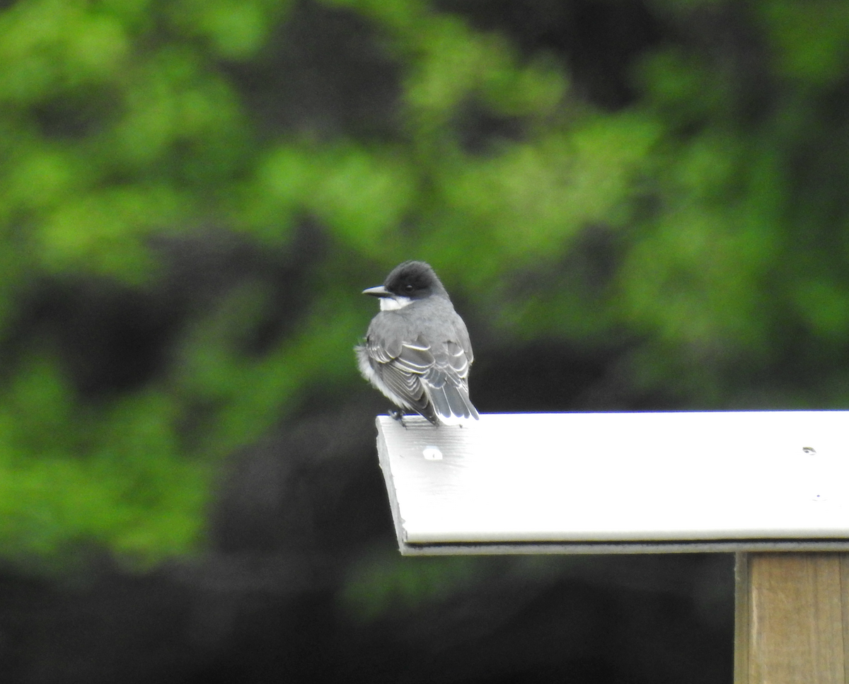 Eastern Kingbird - ML58954581
