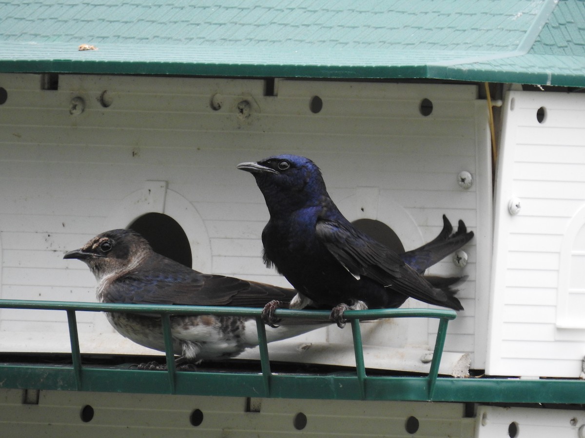 Purple Martin - ML58954601