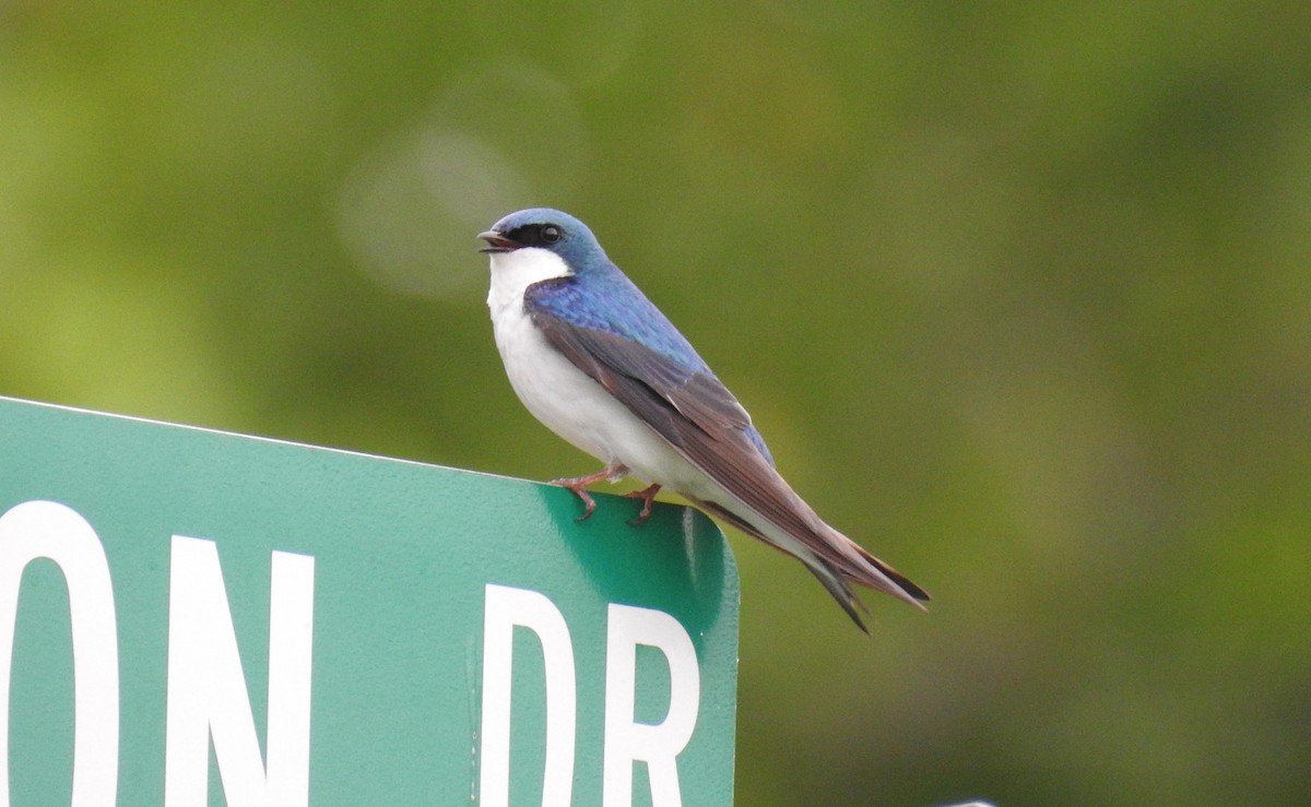 Tree Swallow - ML58954611