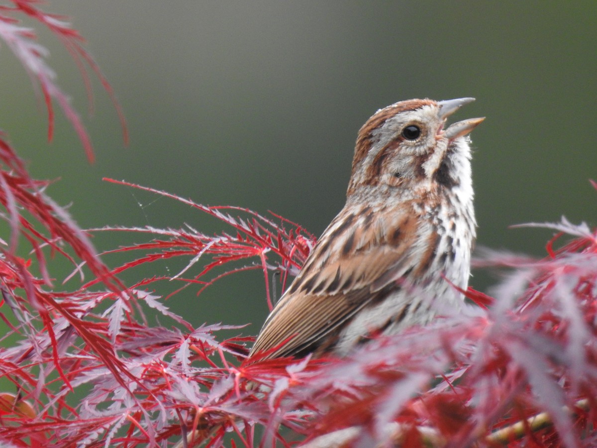 Song Sparrow - ML58954651