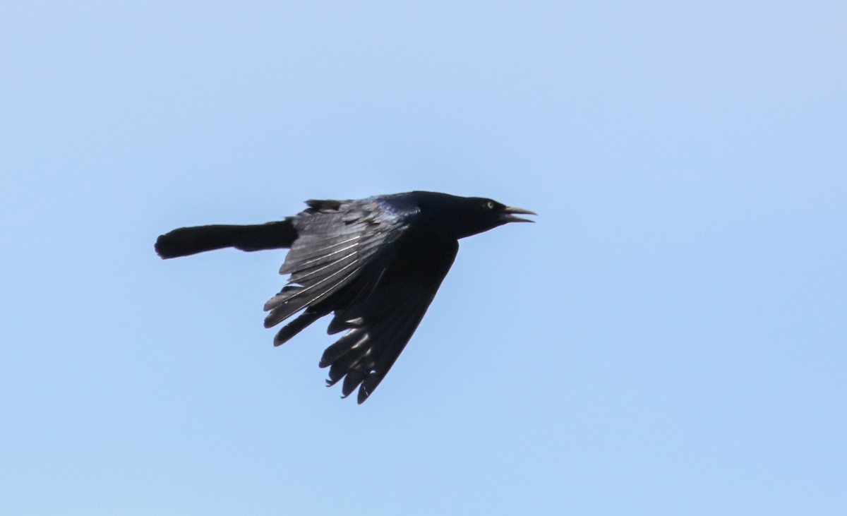 Boat-tailed Grackle - ML589546891