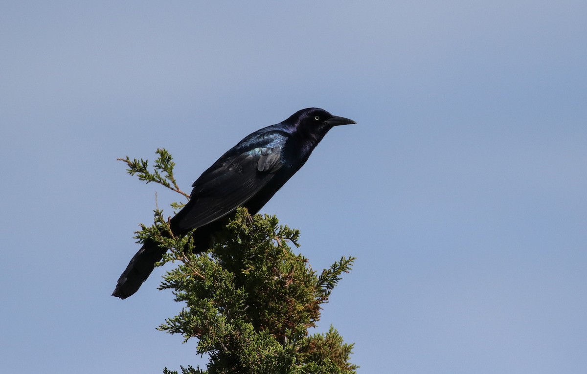 Boat-tailed Grackle - ML589547021