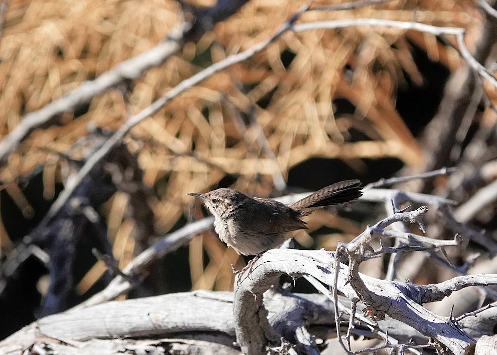 Bewick's Wren - ML589547201