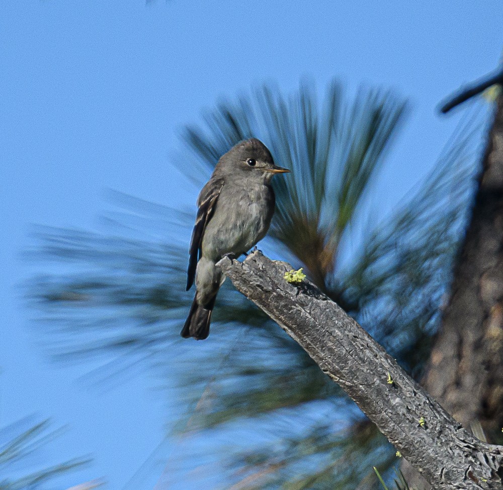 Western Wood-Pewee - ML589547981