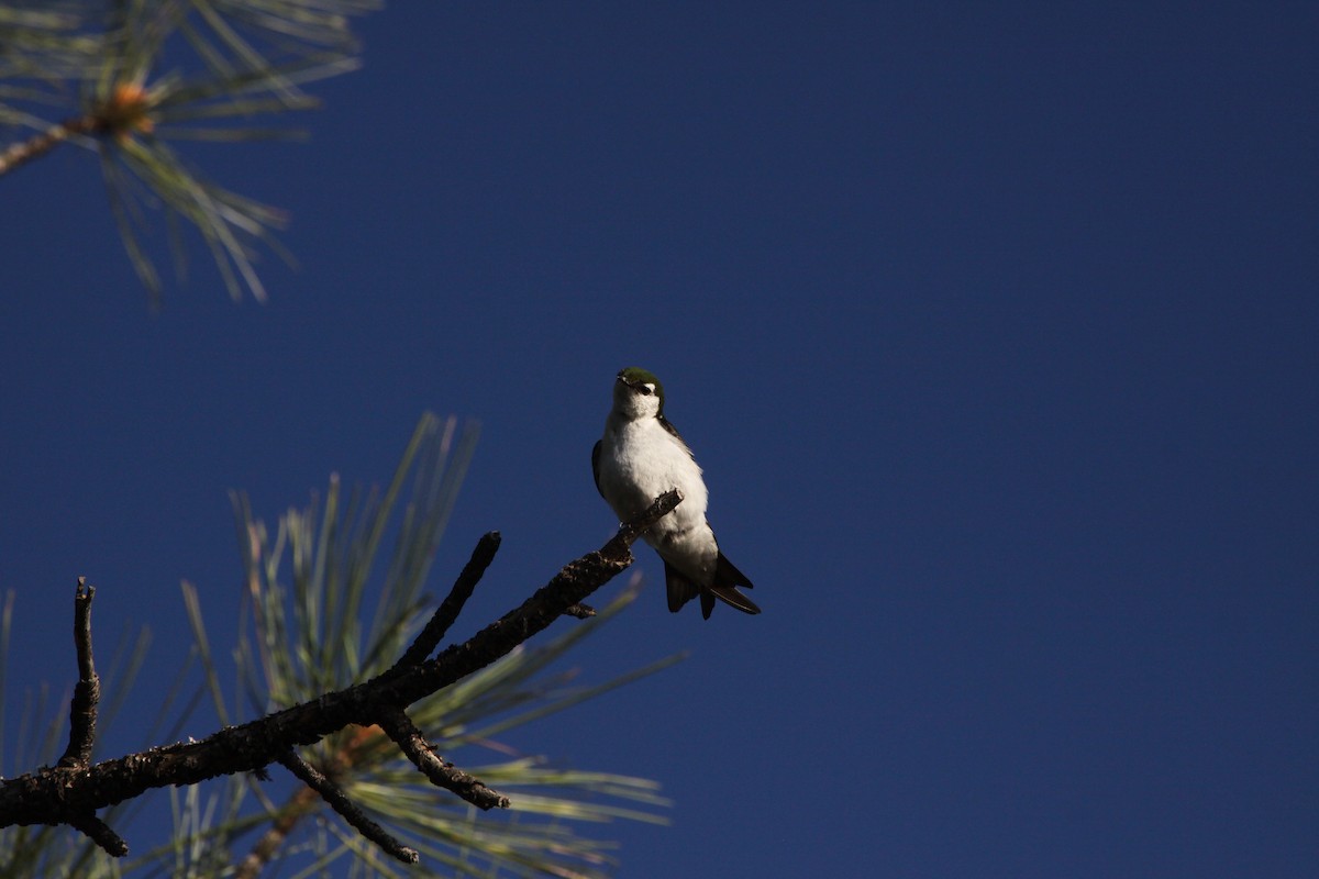 Violet-green Swallow - ML589548311