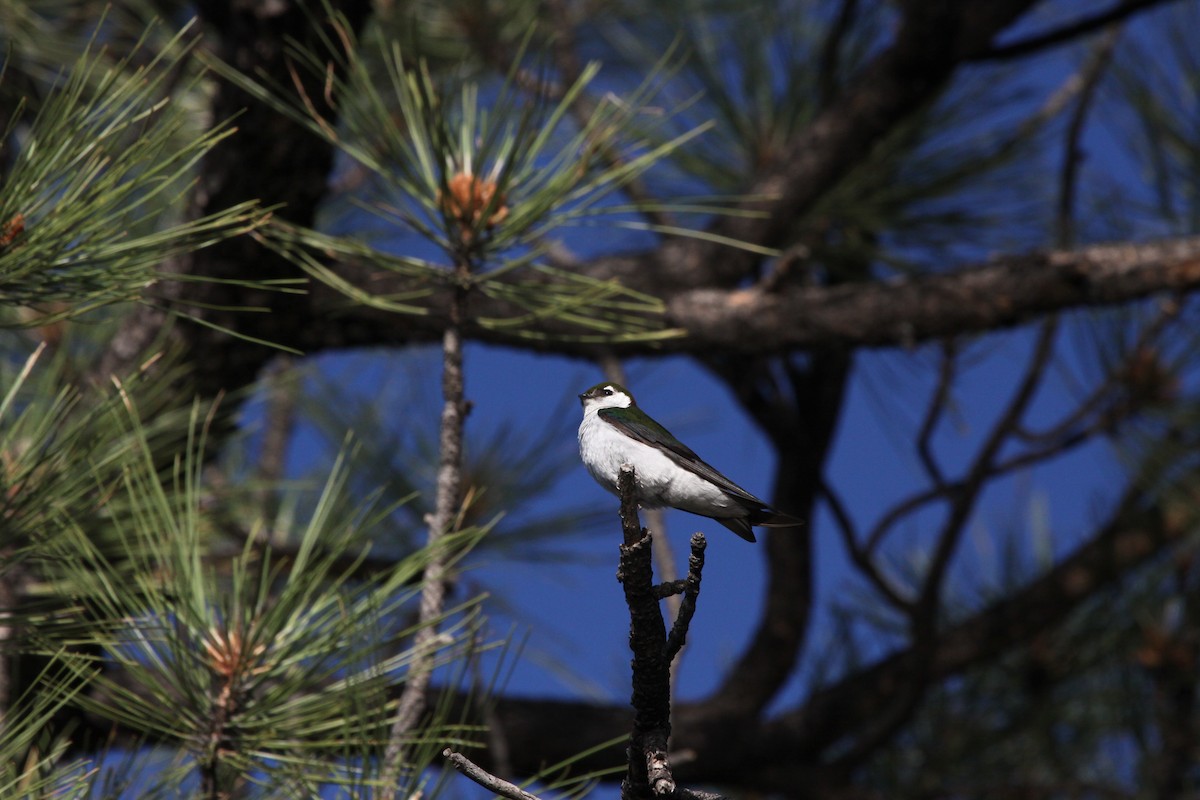 Violet-green Swallow - ML589548491