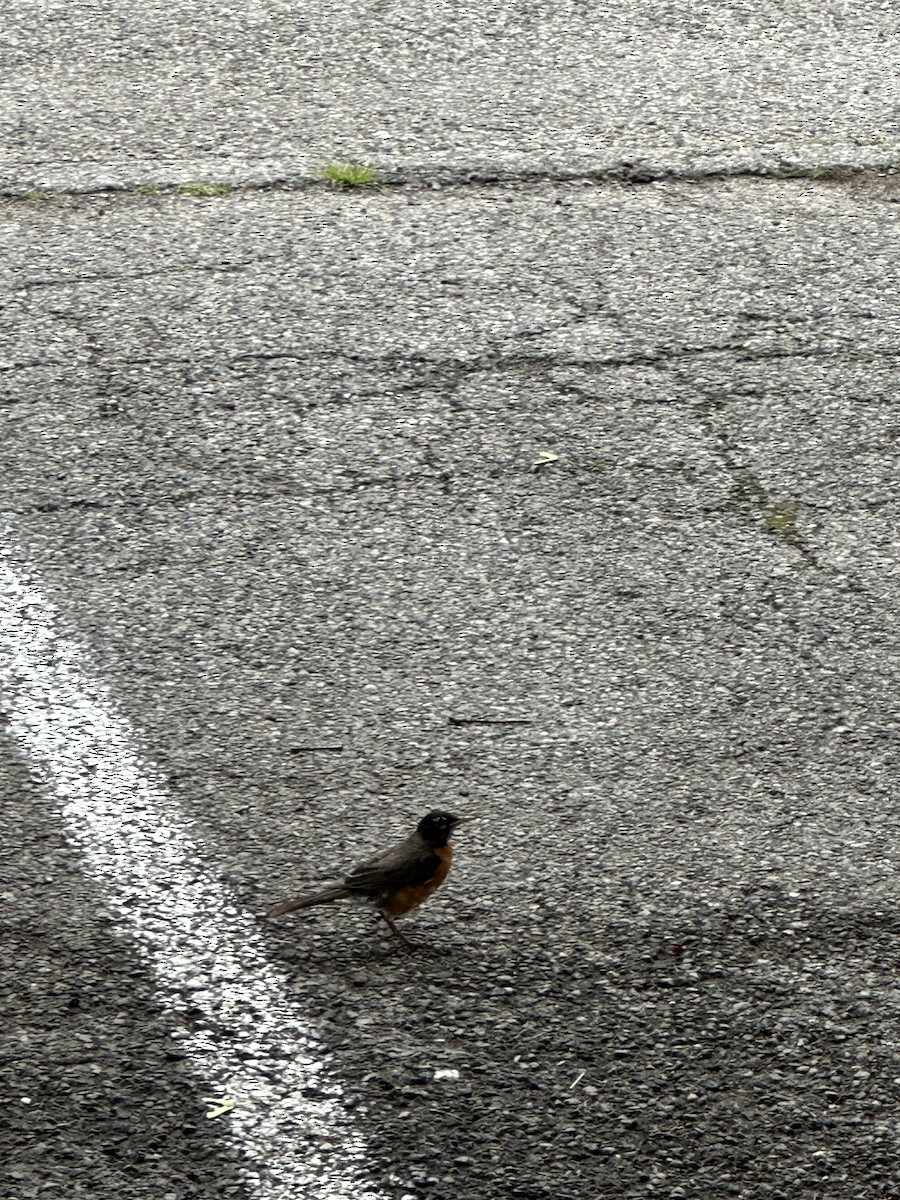 American Robin - ML589549831