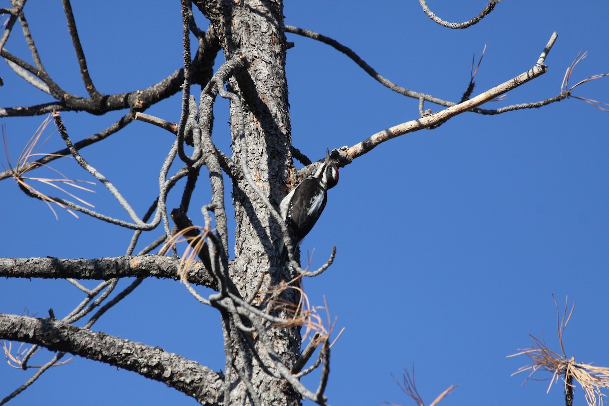 Hairy Woodpecker - ML589550191