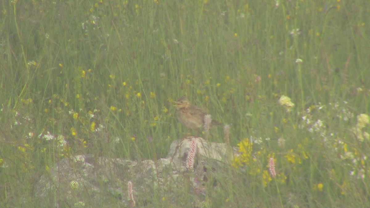 Eurasian Skylark - ML589550511