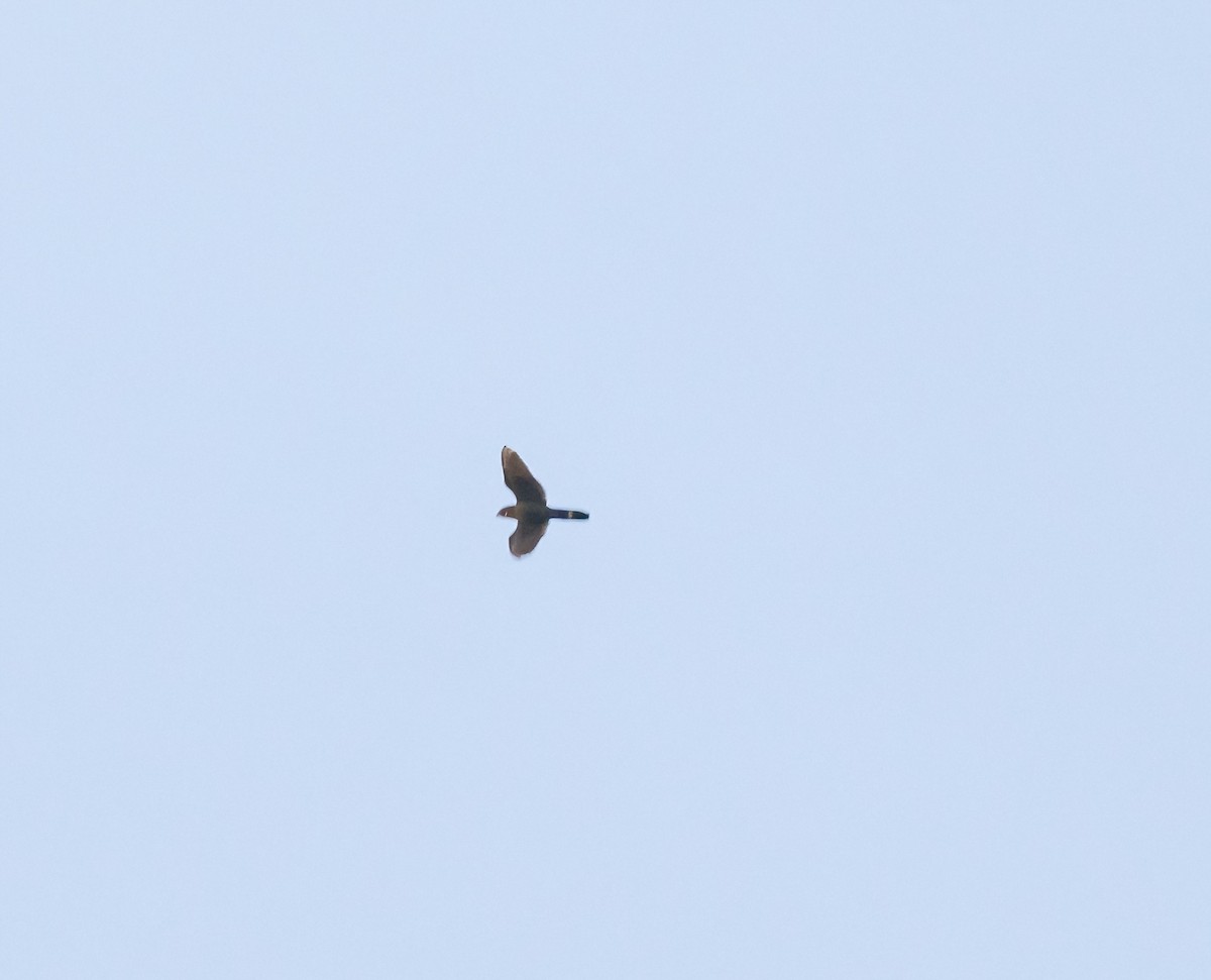 Band-tailed Nighthawk - ML589550651