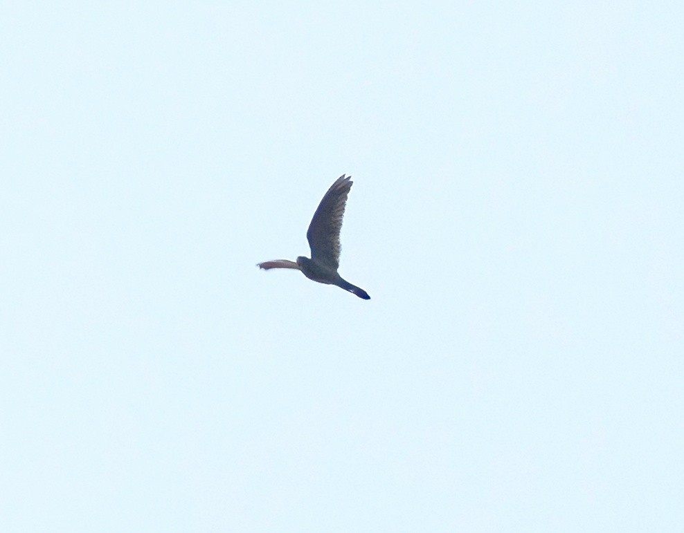 Band-tailed Nighthawk - ML589550781