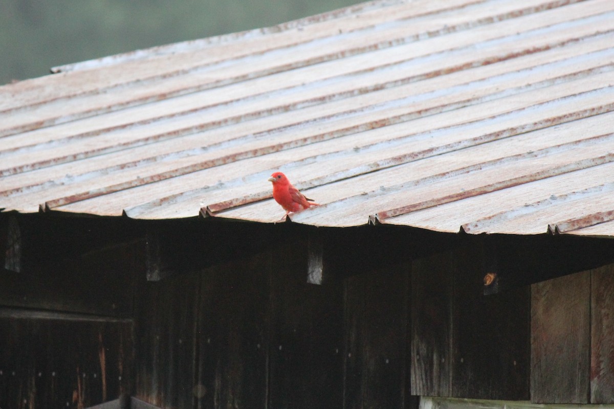 Summer Tanager - ML589551691