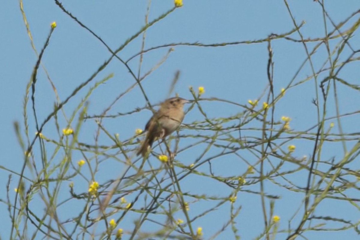 Grasshopper Sparrow - ML589552011