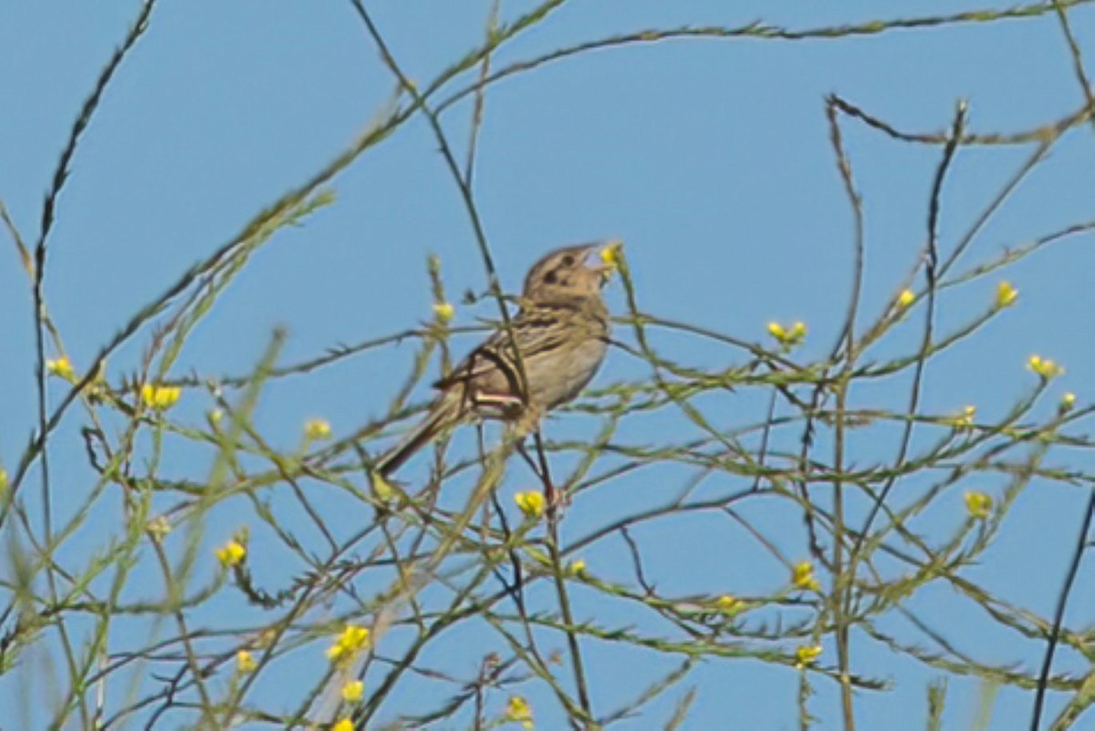 Grasshopper Sparrow - ML589552061