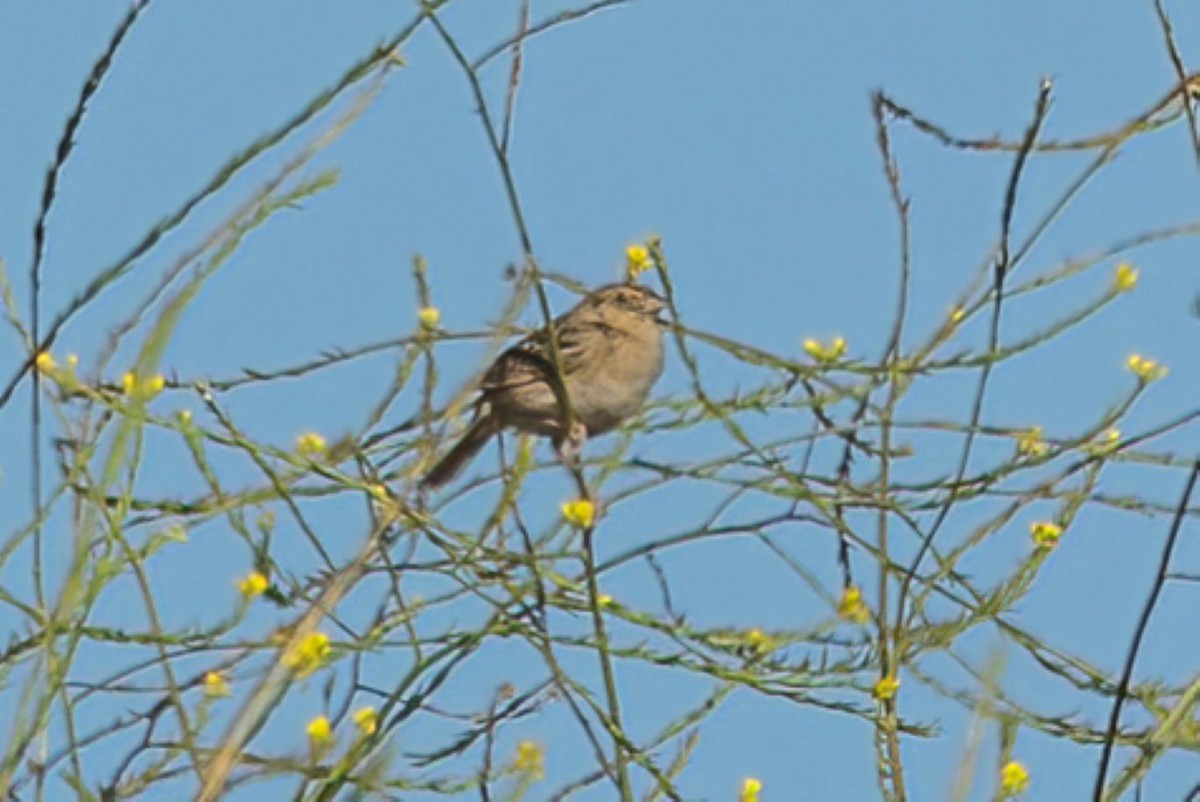 Grasshopper Sparrow - ML589552071
