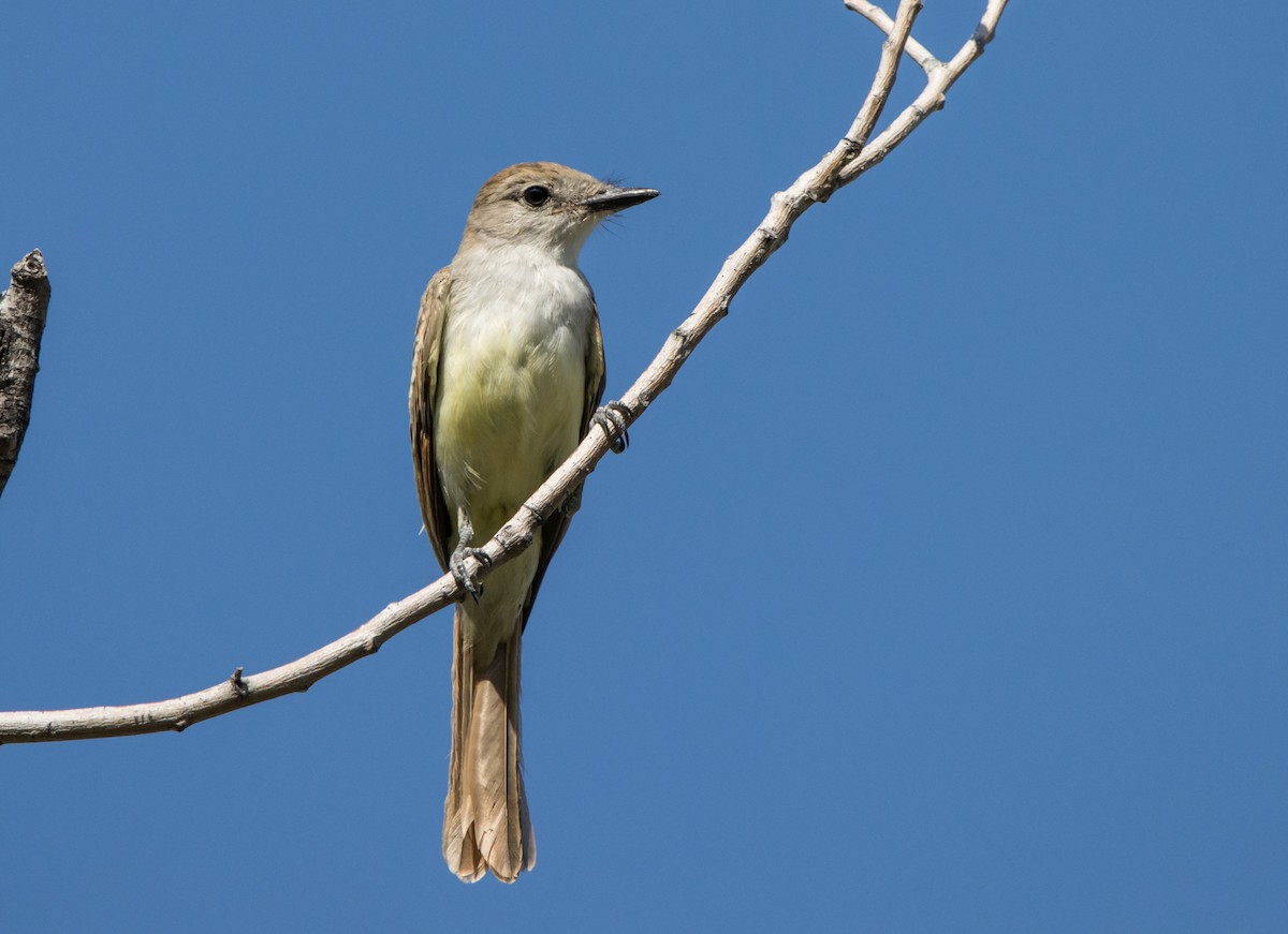 Brown-crested Flycatcher - Daniel Ward