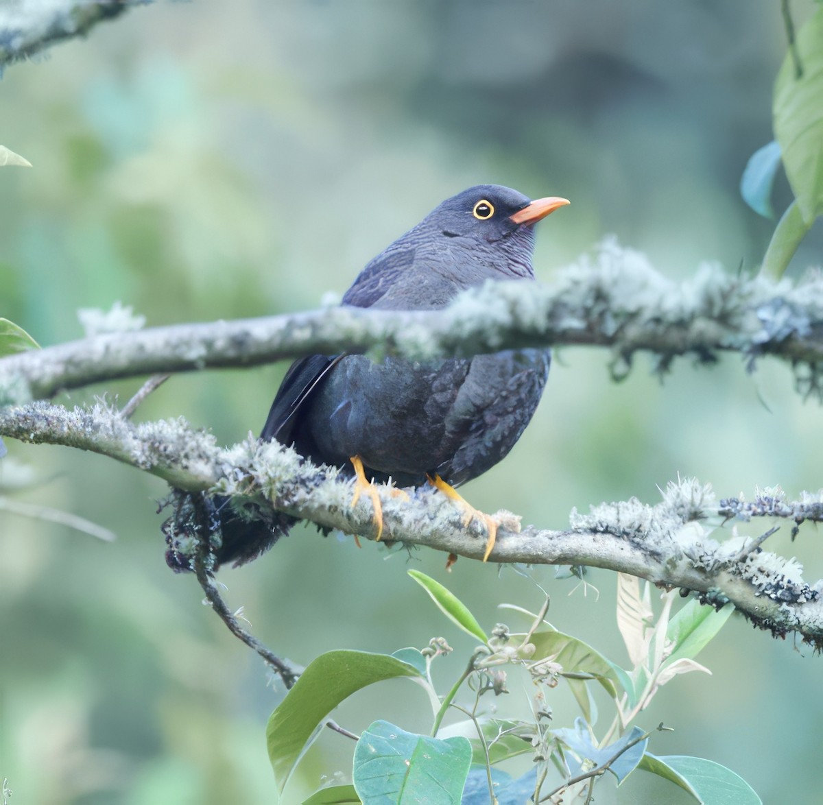 Great Thrush - ML589553941