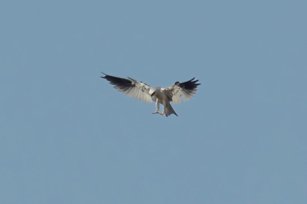 White-tailed Kite - ML589555001
