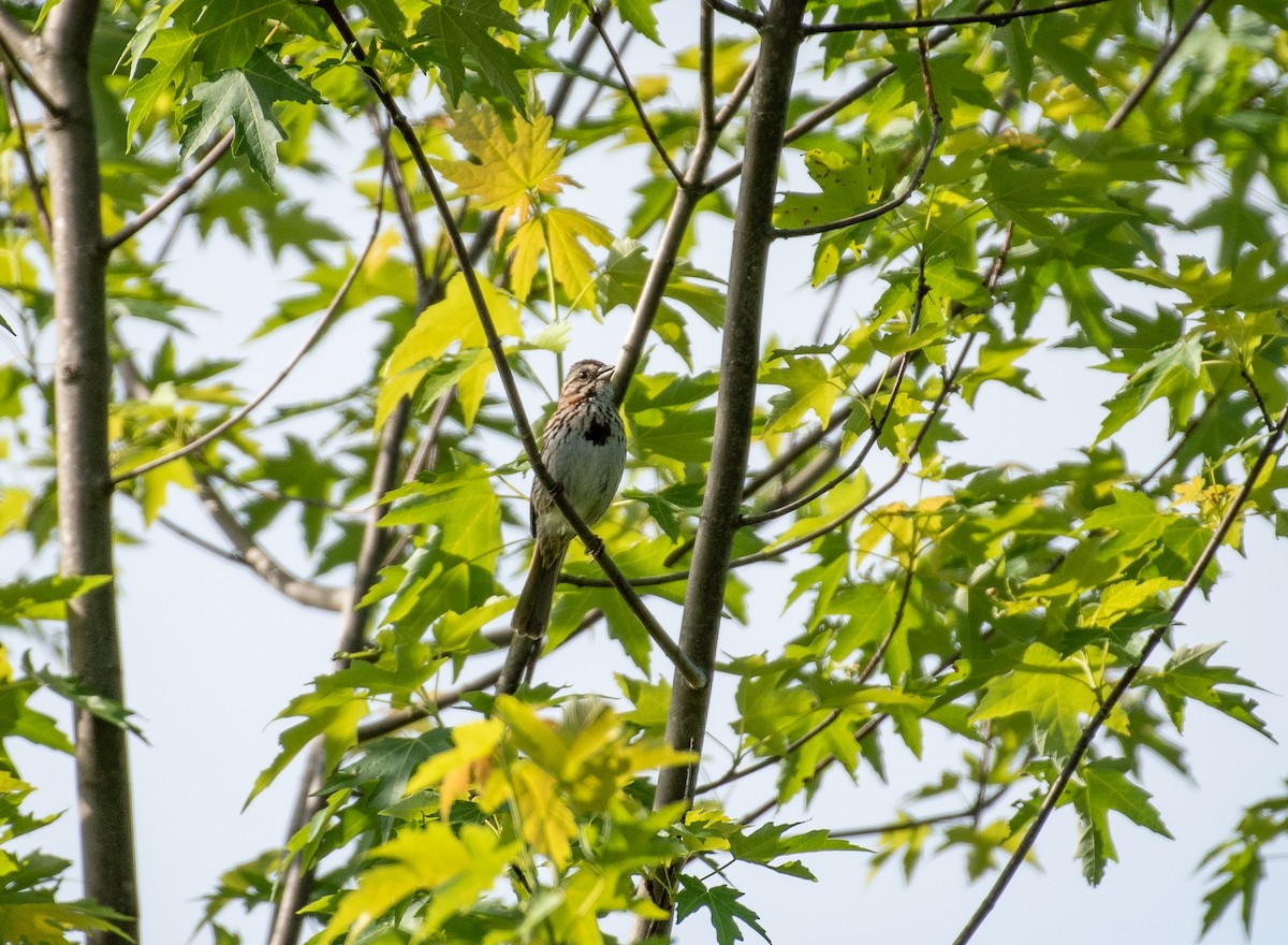 Song Sparrow - ML589556061