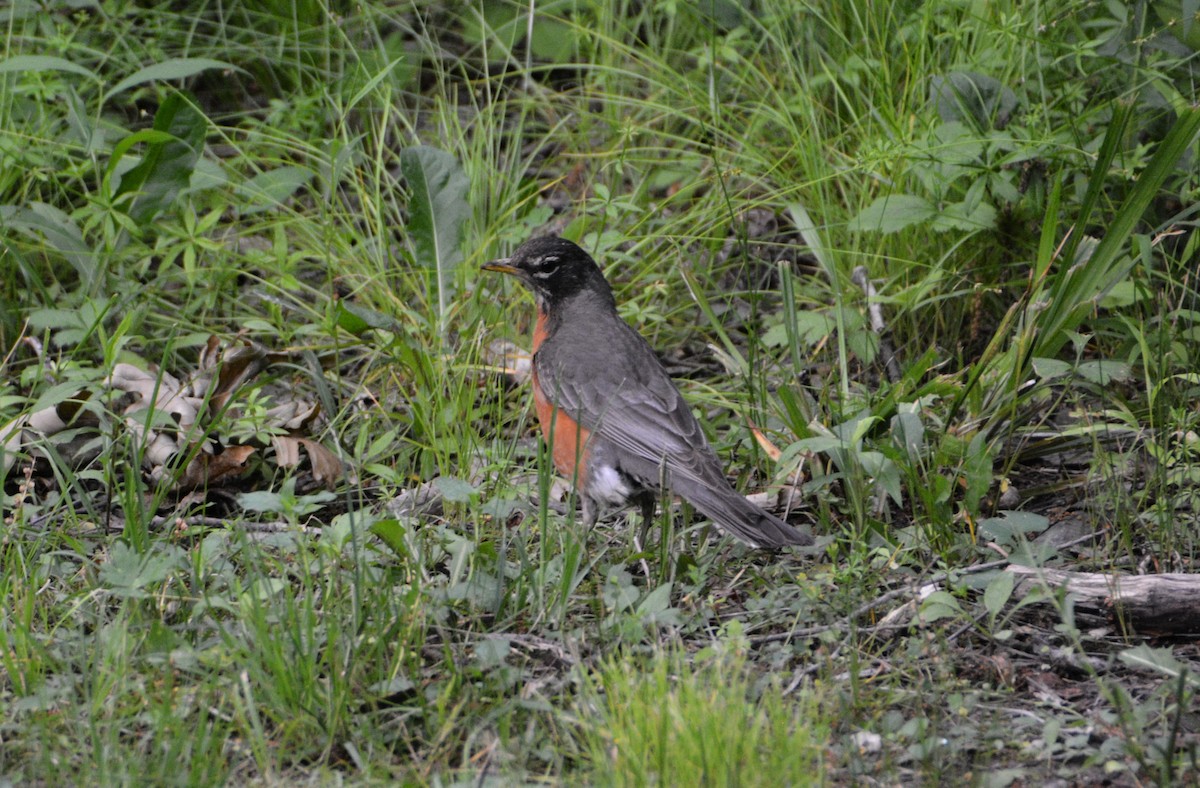 American Robin - ML589556351