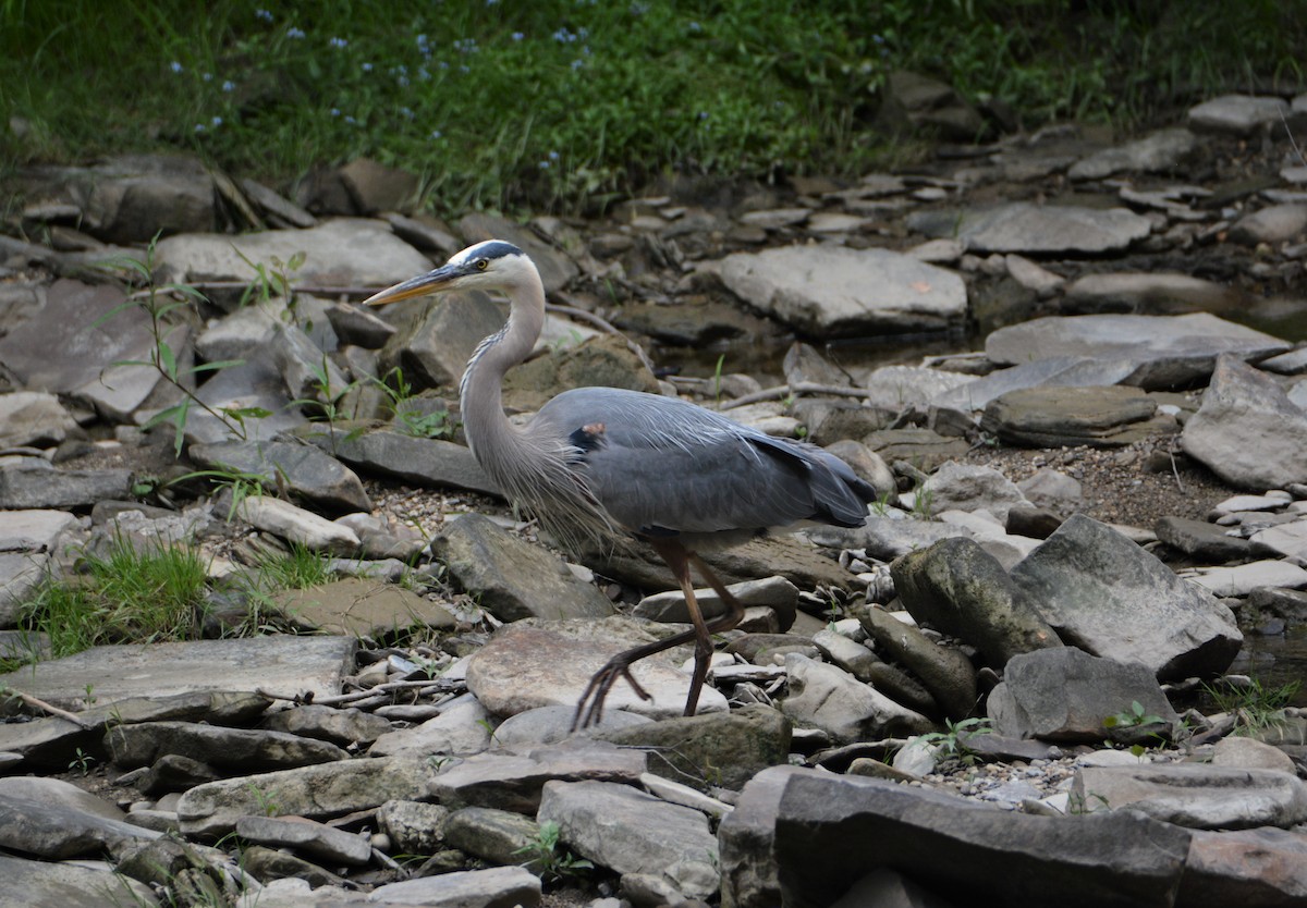 Great Blue Heron (Great Blue) - ML589556441