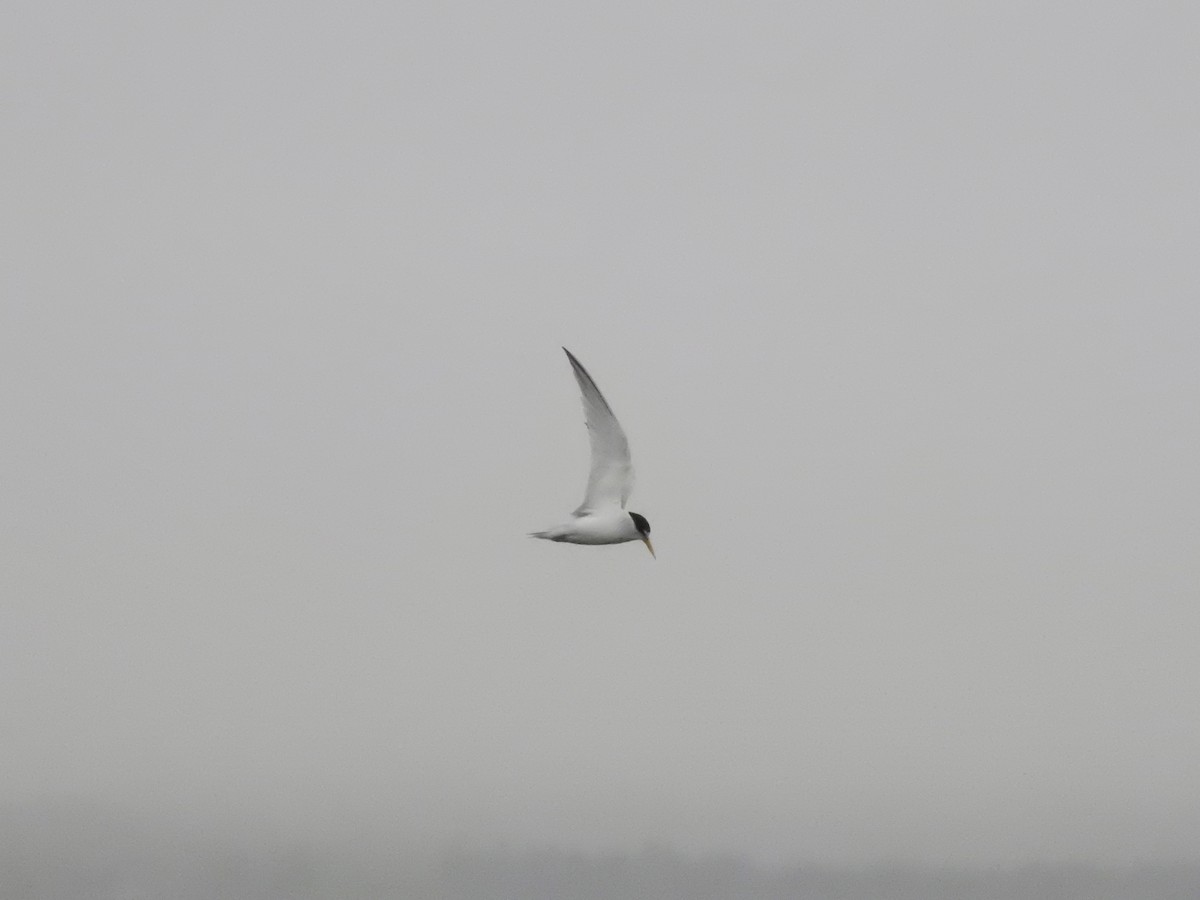 Least Tern - ML589556471