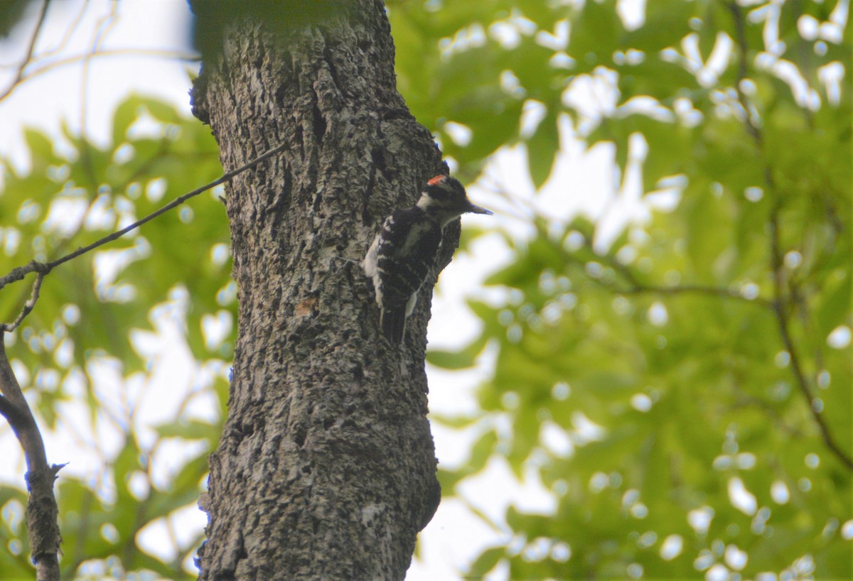 Hairy Woodpecker - ML589556651