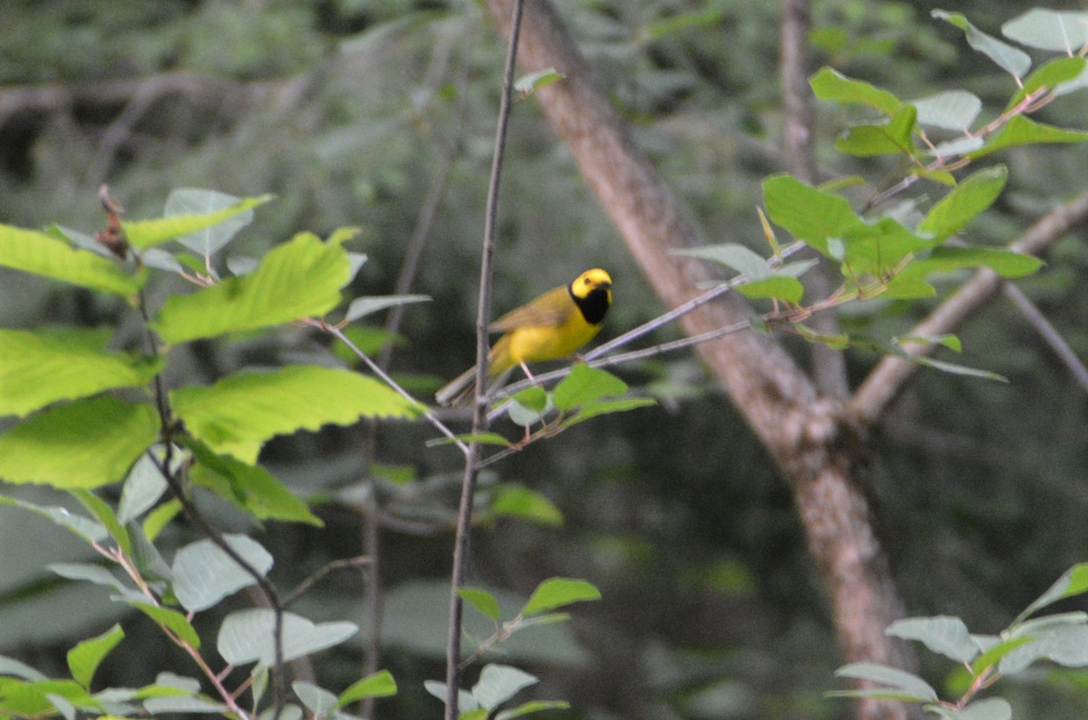 Hooded Warbler - "Chia" Cory Chiappone ⚡️